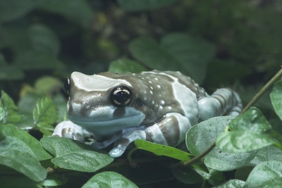 Klner Zoo, Saipan, pixelio.de